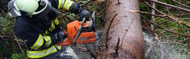 Cambridge Pruning Services Does Cutting Down Trees Help The Environment