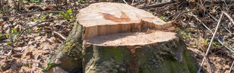 4 Ways Tree Removal is Beneficial To Your Kitchener Property