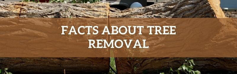Facts About Tree Removal You May Not Know