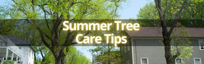 Cambridge Pruning Services: 6 Summer Tree Care Tips