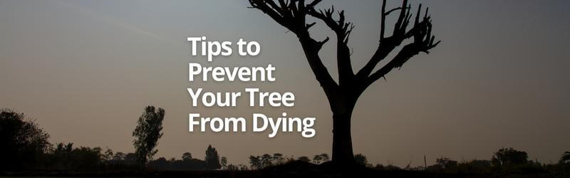 Kitchener Cutting Services Tips to Prevent Your Tree From Dying