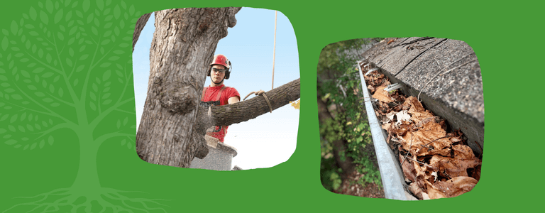 4 Obvious Signs Professional Tree Removal is Needed in Kitchener