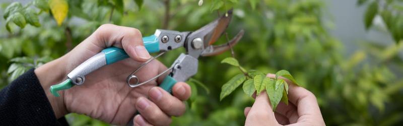Cambridge Tree Care: What Does Pruning Do For a Tree?