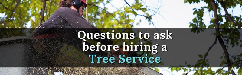 What to Ask Before Hiring a Tree Removal Company in Waterloo