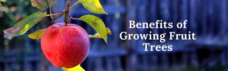 4 Benefits of Growing Fruit Trees in Kitchener