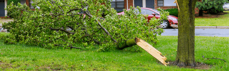Kitchener Tree Removal: 3 Common Causes of Tree Damage