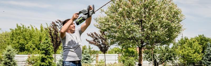 3 Mistakes Homeowners Make When Trimming Their Trees in Waterloo