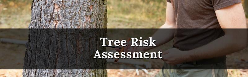 Cambridge Tree Removal: What is a Tree Risk Assessment?