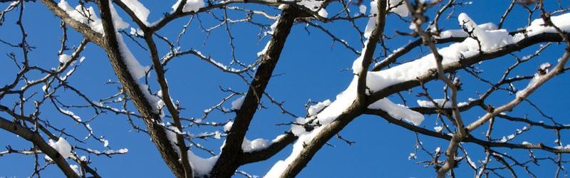 Waterloo Tree Pruning: 5 Tree Maintenance Steps To Take During the Winter