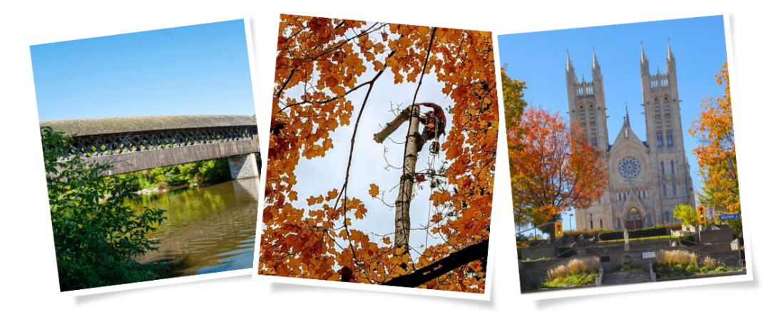 Tree Services in Guelph by Martin's Tree