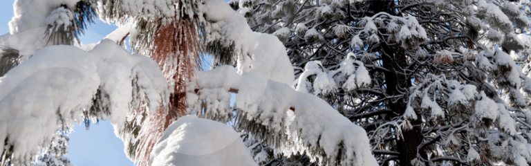 How to keep your trees healthy this winter.