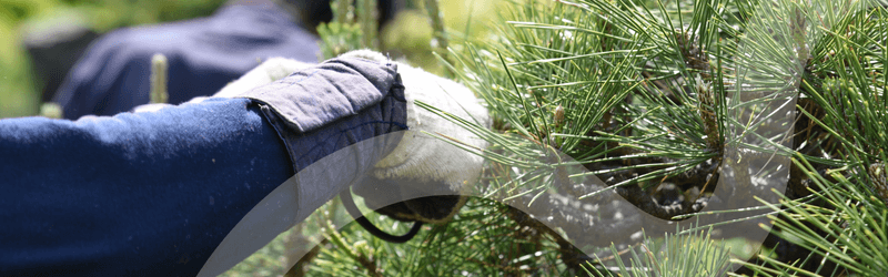Maintain a Healthy Pine Tree With These Tips!