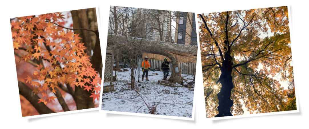 Tree Services in Waterloo by Martin's Tree