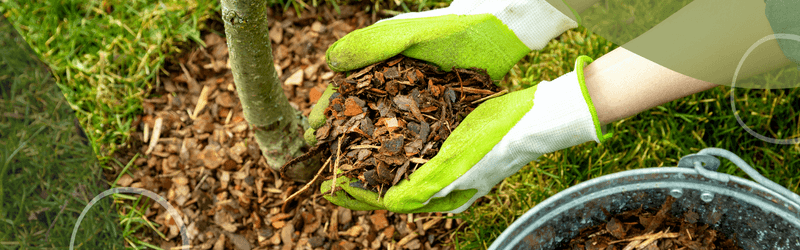 The Benefits of Mulching for Tree Health