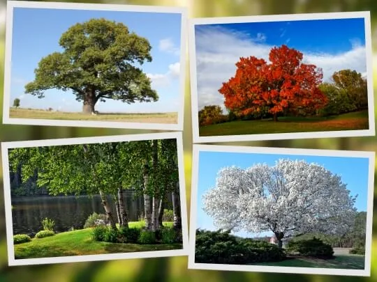 examples of deciduous trees