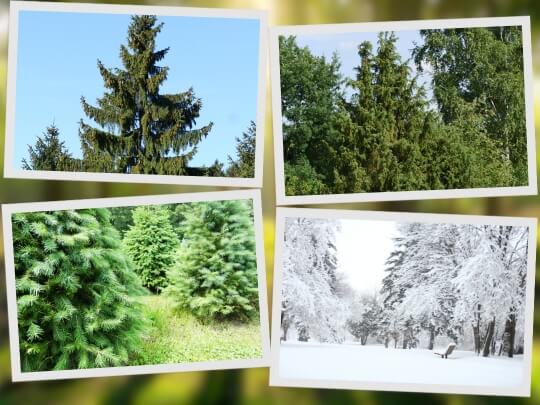 types of conifers