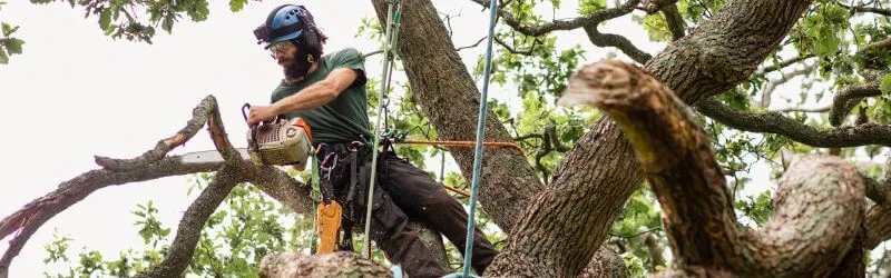 How Professional Tree Removal Benefits Your Kitchener Property