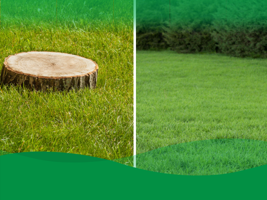 How stump grinding enhances the aesthetics of your landscape.