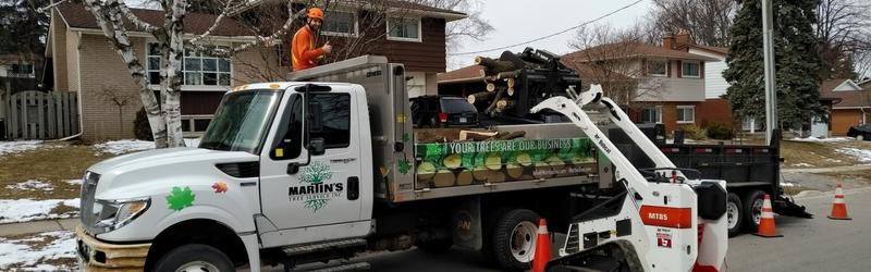 Why Hire Martins Tree Service to Prune the Trees on Your Property