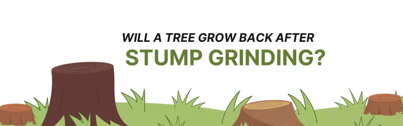 Will a Tree Grow Back After Stump Grinding Services in Kitchener?
