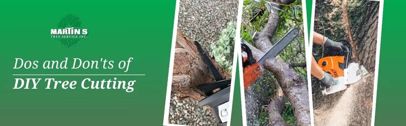 The Dos and Don'ts of DIY Tree Cutting