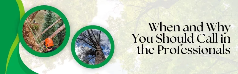 Tree Removal 101_When and Why You Should Call in the Professionals