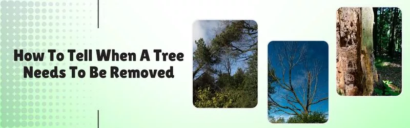 How to Tell Tree Removal is Needed - Martin's Tree