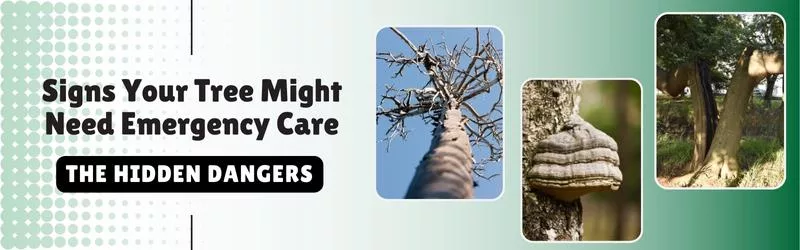 The-Hidden-Dangers_-Signs-Your-Tree-Might-Need-Emergency-Care-1
