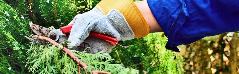 Mastering Tree Pruning_ Expert Tips For Waterloo Homeowners