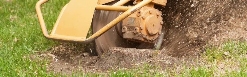 Steps to Take After Removing a Tree from Your Landscape