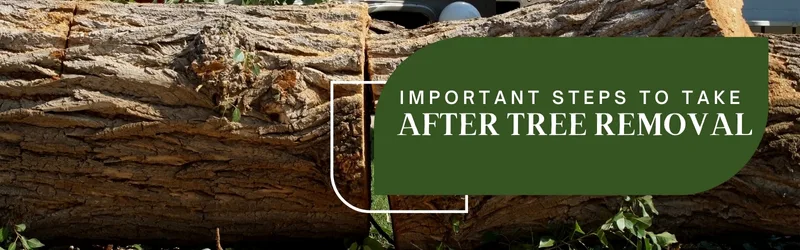 Steps to Take After Removing a Tree from Your Landscape