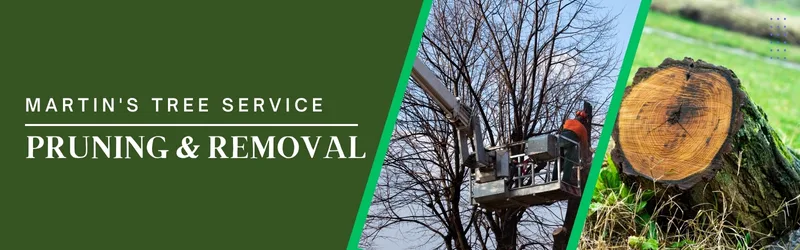 Working with Martins Tree Service for Pruning and Removal - MARTIN'S TREE SERVICE INC. Working with Martins Tree Service for Pruning and Removal