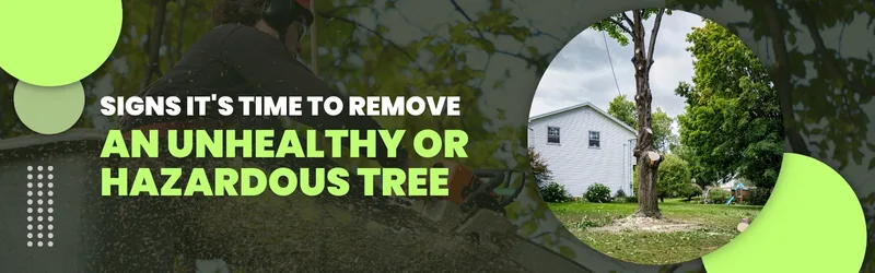 Signs Its Time to Remove an Unhealthy or Hazardous Tree