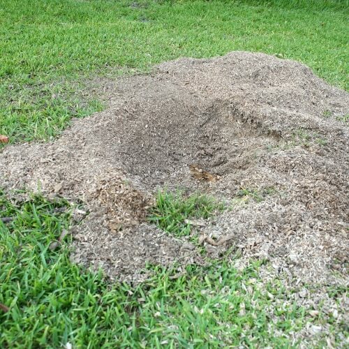 How Stump Grinding Services Can Help Improve Curb Appeal
