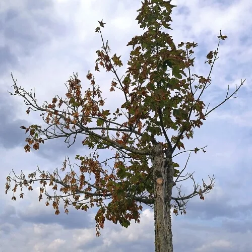 Young tree dying