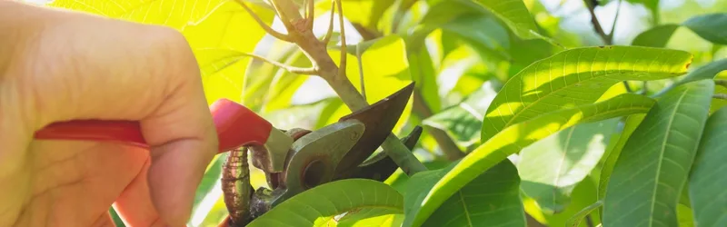 When to Prune Your Trees for Maximum Benefits content image