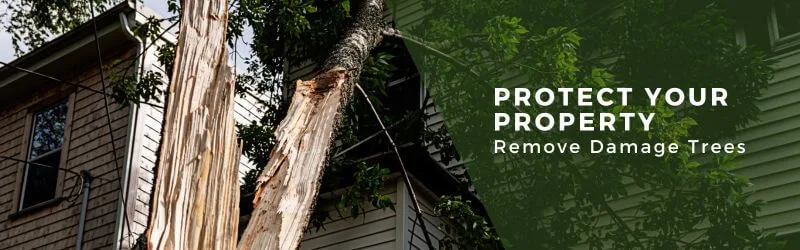 How Removing Damaged Trees Protects Your Property-2