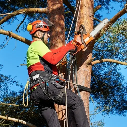 Identifying Branches in Need of Pruning 1-2 - MARTIN'S TREE SERVICE INC. Tree Pruning
